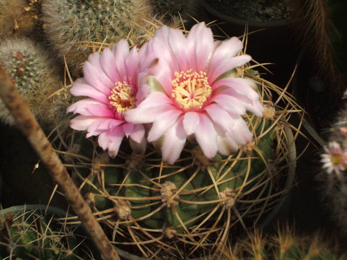 Gymnocalycium