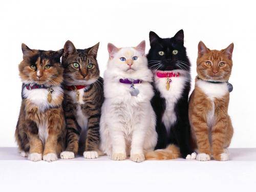 Poze Pisici Imagini Pisicute Wallpapers Feline Dragute - pisici