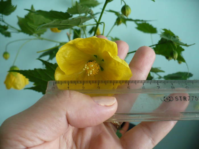 P1140438 - ABUTILONI