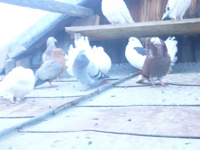 Picture 011 - Porumbei mei si voliera mea