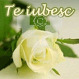 trandafir - avatare