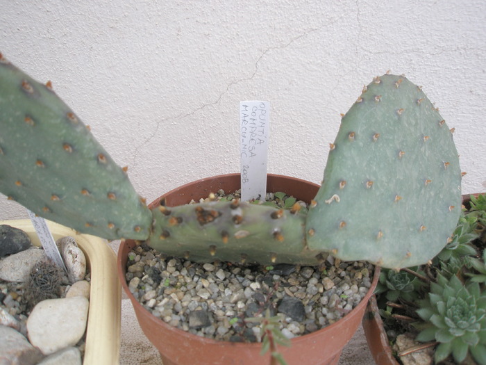 Opuntia compresa - 31.10 - plante de exterior - 2009 - 2010