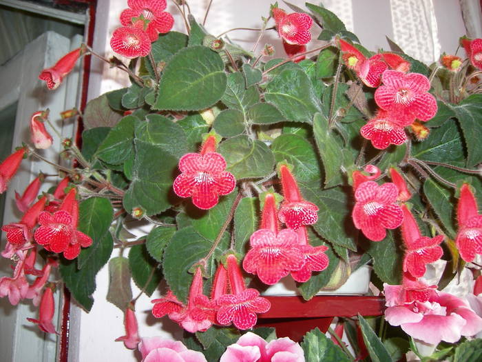 Orhideie rosie - Flori - 2009