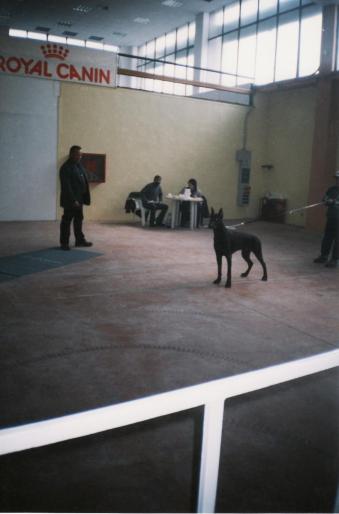 BUCURESTI-2002-BRUNO-CAC - CAINI-EXPOZITI CANINE