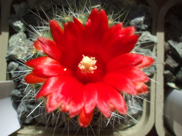 Parodia penicillata - cactusi infloriti