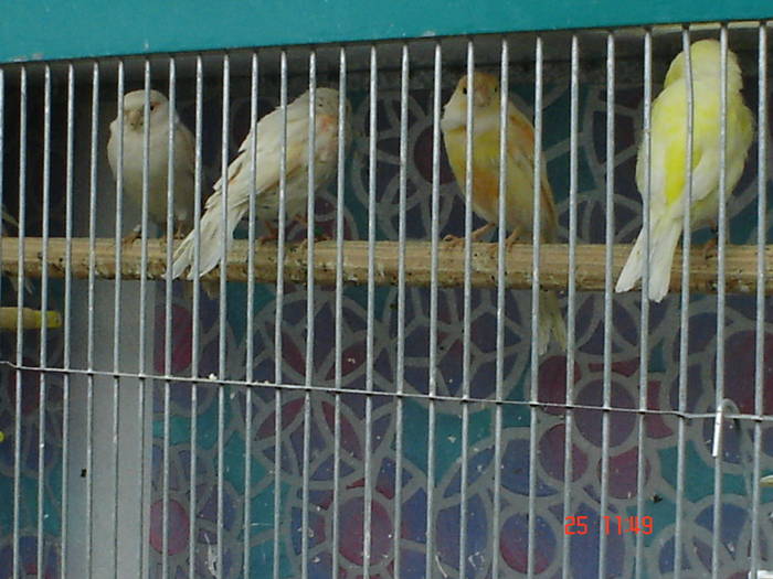 DSC03447 - PASARI CARE NU LE MAI AM - CANARI