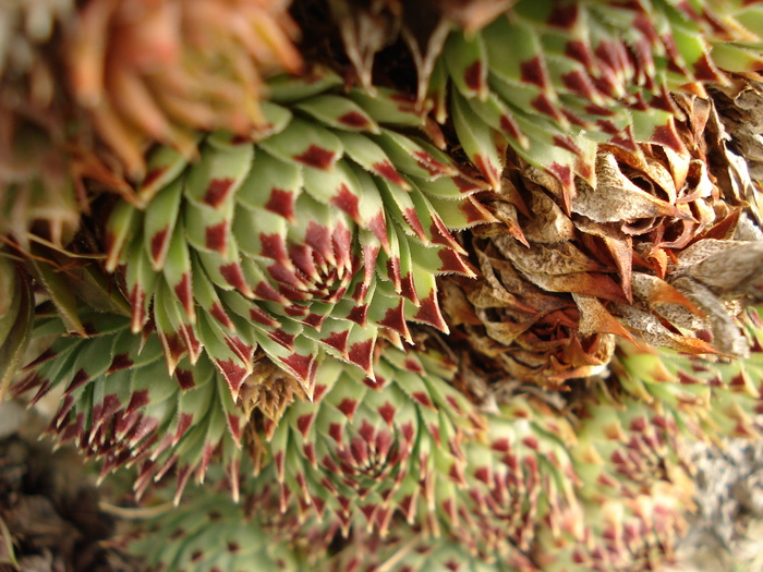 DSC01501 - Sempervivum