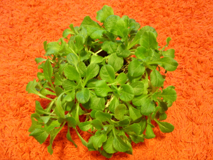 SDC16430 - flori in taina