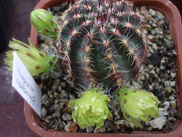 Echinocereus viridiflorus - Fotografii cactusi - suculente 2009