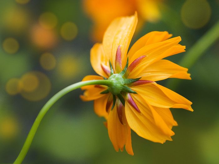 Orange Daisy - Wallpapers Premium