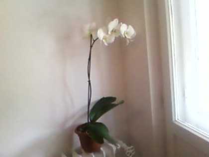orhidee - diverse flori