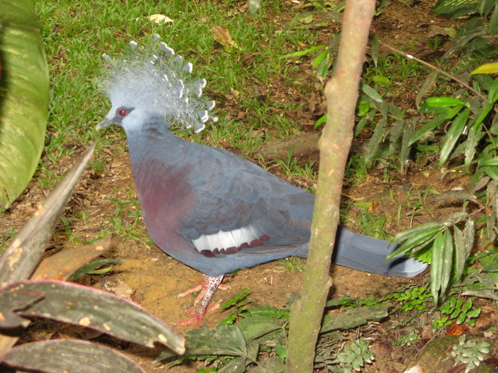 Porumbel cu coroana - 2_1 - Kuala Lumpur Bird Park