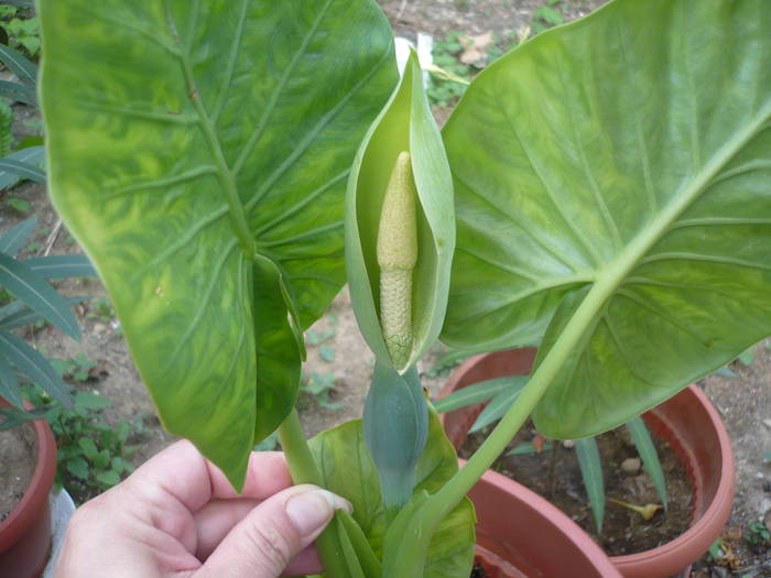 27.07.2009 061 - Flori