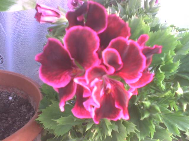 IMG_0156; muscata englezeasca
