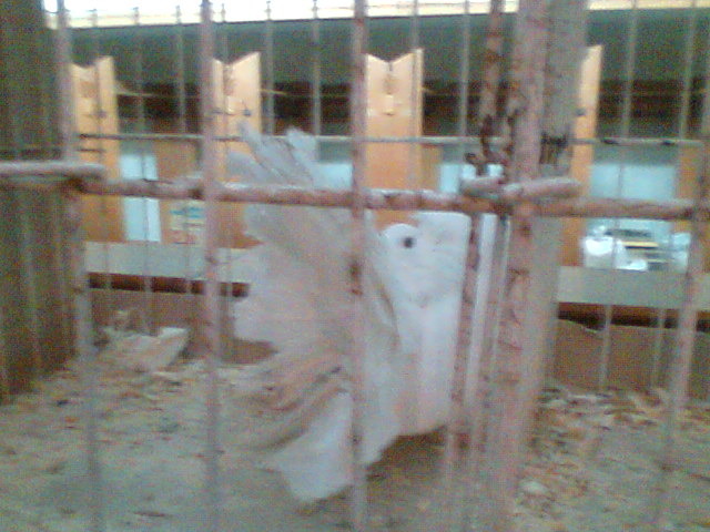 Imag004 - EXPO SATU MARE 2009