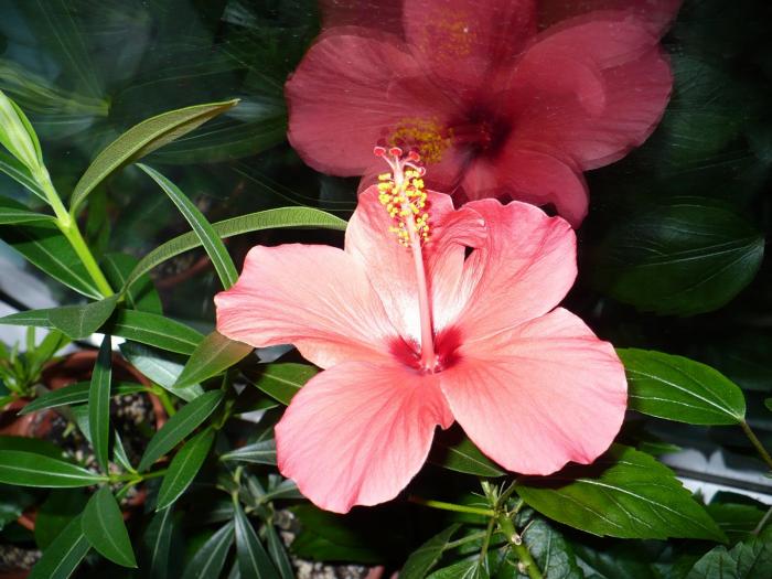 P1060354 - Hibiscusi