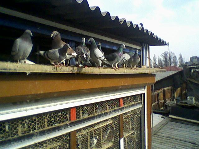 Fotografii-0029Gjm. - Copy (2) - Porumbeii mei calatori