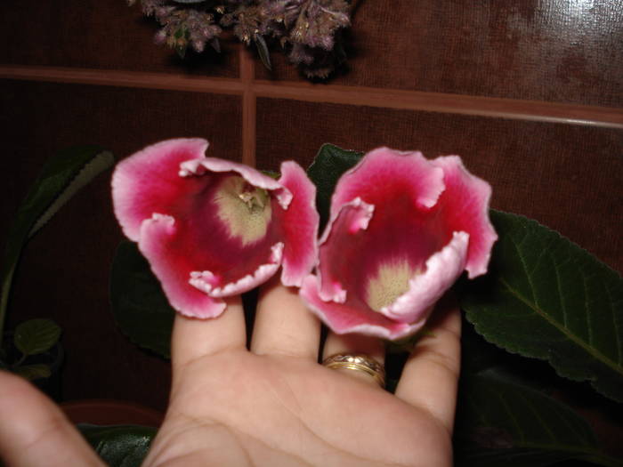 gloxenie rosie cu roz pe margine - flori - violete si gloxenii