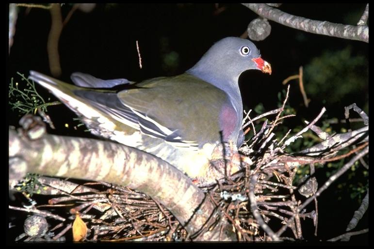 Green Pigeon 268062 - Porumbei salbatici