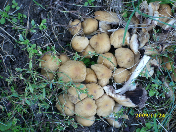 DSCI2893 - bureti si ciuperci