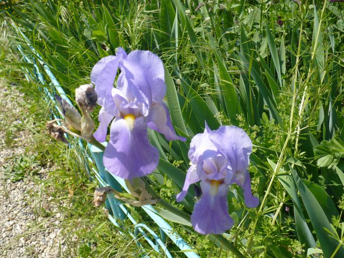 Iris (Stanjenei) - Gradina Botanica mai 2008