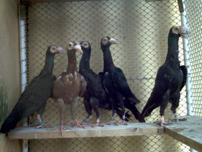 13 - porumbei carieri - 2007