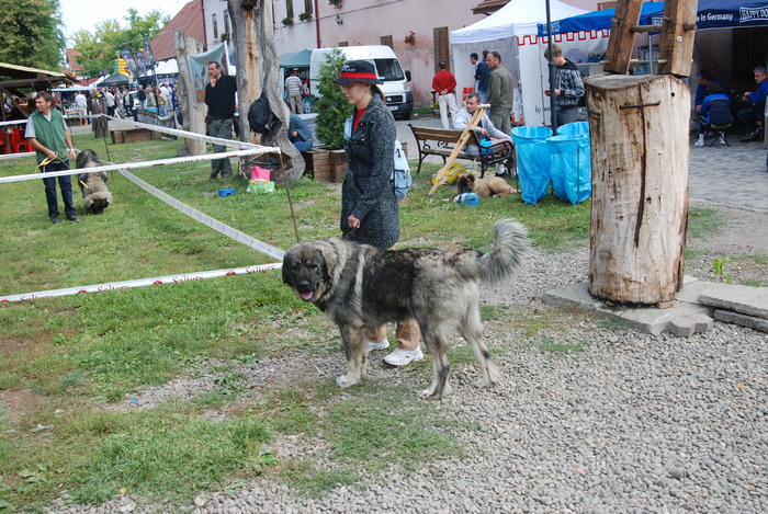 DSC_0090 - Concurs international de frumustete canina 2009 TgMures