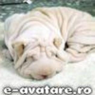avatare_gratuite_2787d6e340b913ce59a7c6999b13f74f - CATELUSI