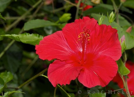 hibiscus-flower_103061 - Flower