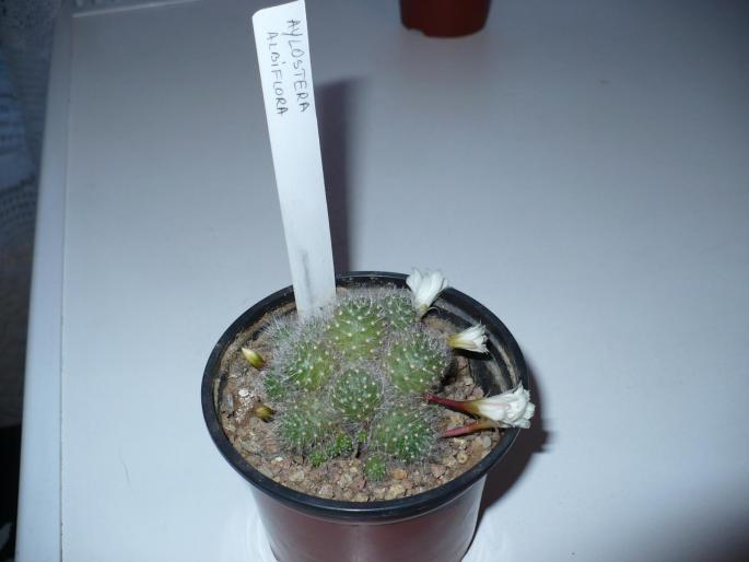 P1000865 - Cactusi 2008