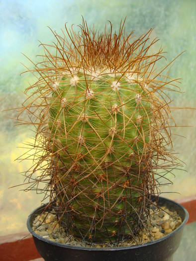 Parodia aureicentra