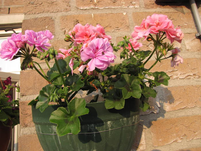 Muscate 16 iun 2009 (1)