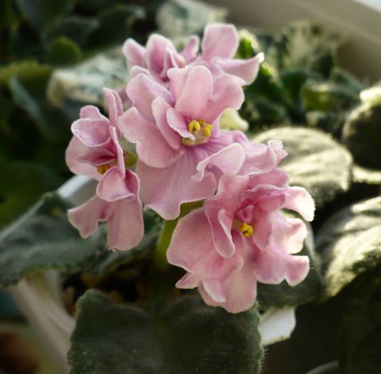 Aca 's Pink Delight - Saintpaulia - violete de camera