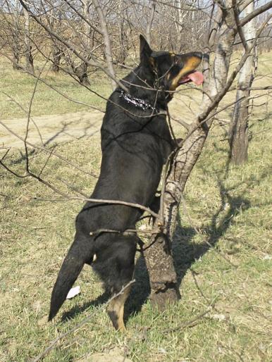 P3040038 - Nero-Rasa Beauceron