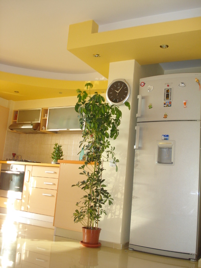 SCHEFFLERA