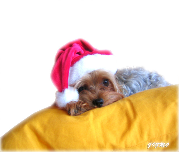 Christmas Wallpapers (471)