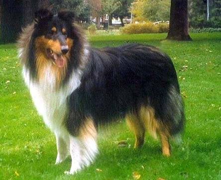 collie