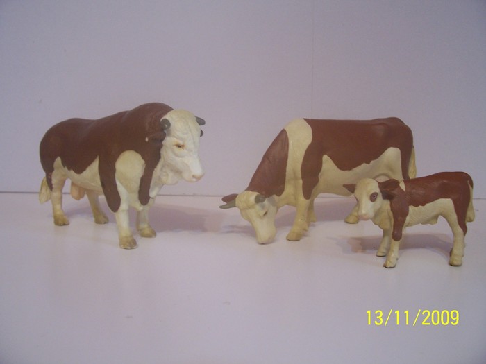 Vaci  Fleckvieh - Ferma