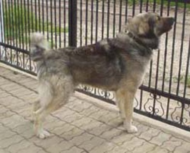 boby_13m - campioni ciobanesc romanesc