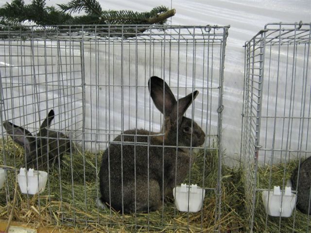 EXPO NITRA 2009; POZE FACUTA LA NITRA2009
