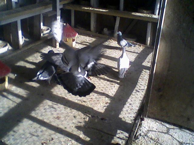 Fotografii-0049 - Porumbeii mei calatori