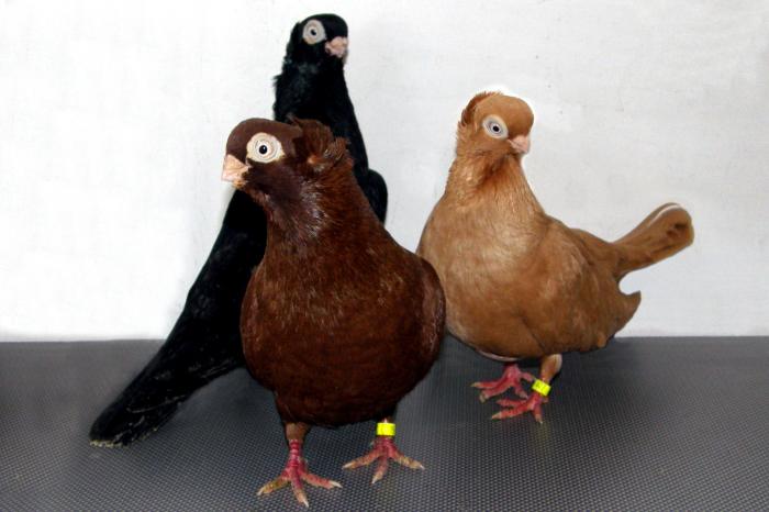 Picture 098 - jucatori de constanta