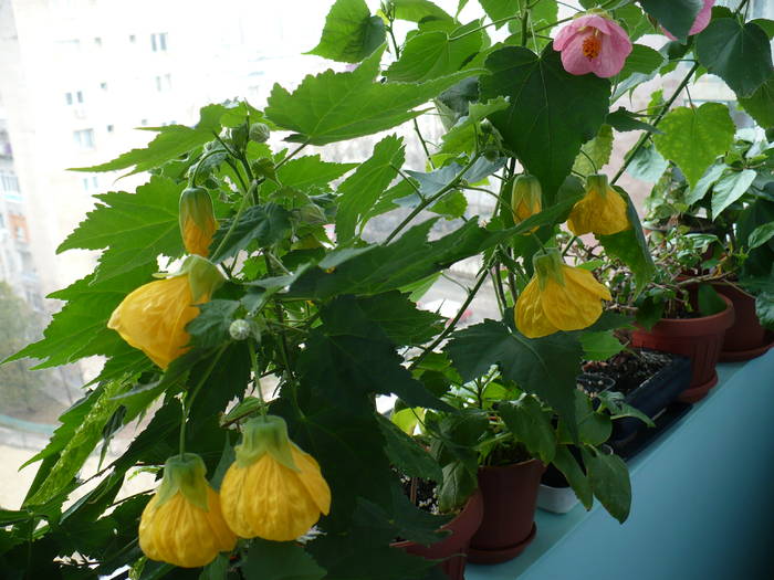 P1090577 - ABUTILONI