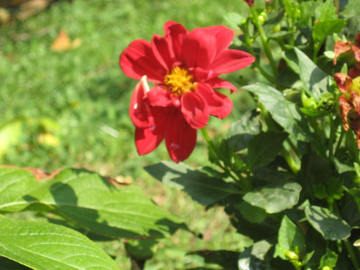 dalie rosie - florile mele