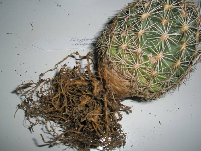 Coryphantha compacta - RADACINI de cactus