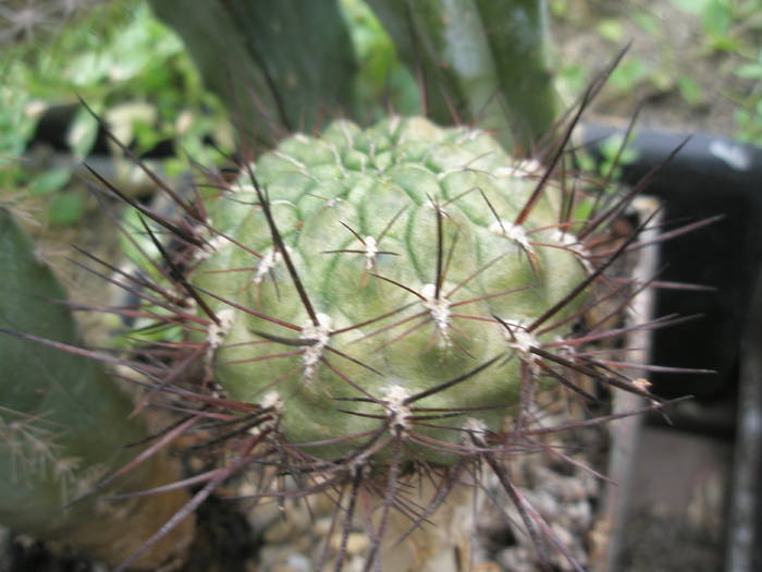 P6010118 - plantele lui George Nitu