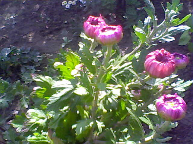 Picture 014 - crizanteme tufanele