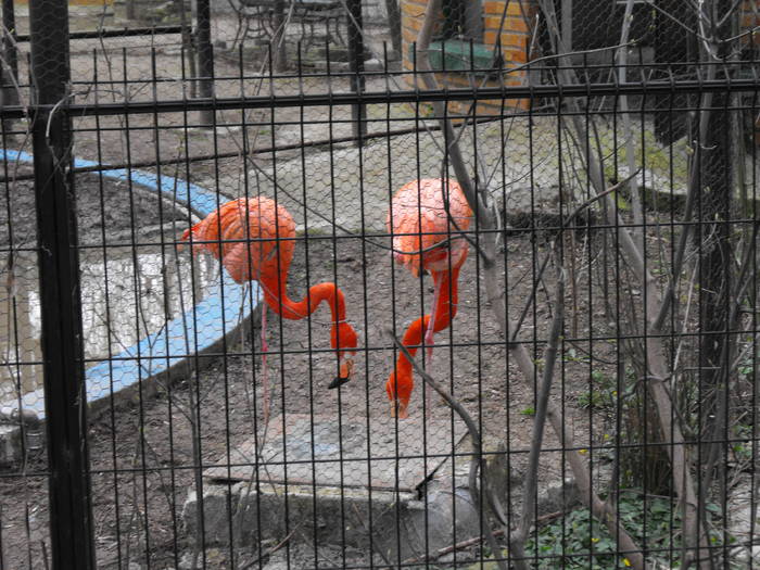 Flamingo - Zoo 29-03-09