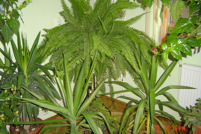 feriga si yuca - florile mele in 2009
