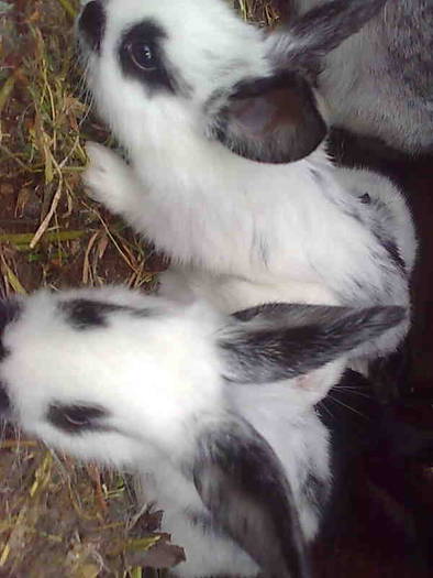 Imagine0177; pui de 3 saptamani
